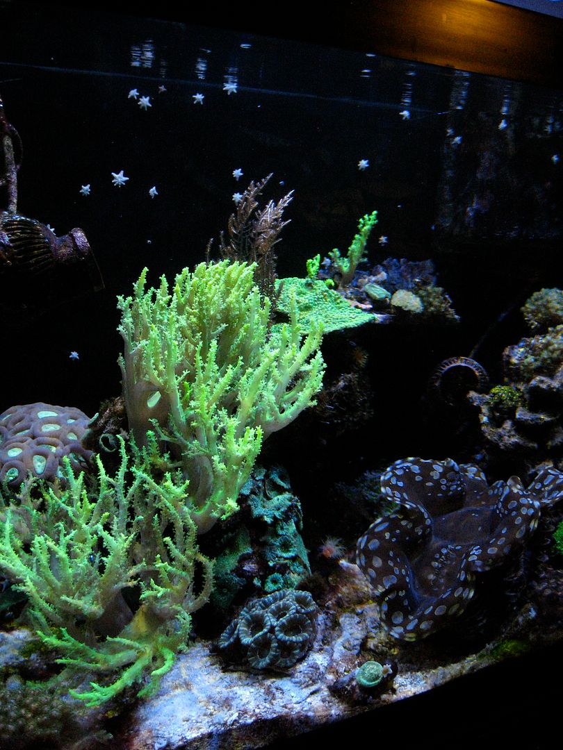 IMG 5909 zps0b2aa151 - Tom@HaslettMI's 75 gallon mixed reef