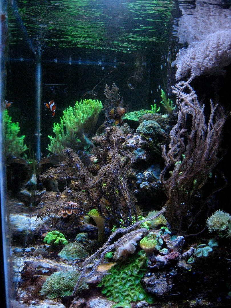 IMG 5910 zps79564695 - Tom@HaslettMI's 75 gallon mixed reef