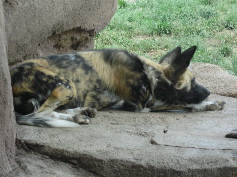 african wild dog Pictures, Images and Photos