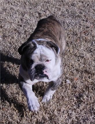 Our playful Bulldog stud in the cool Oklahoman weather