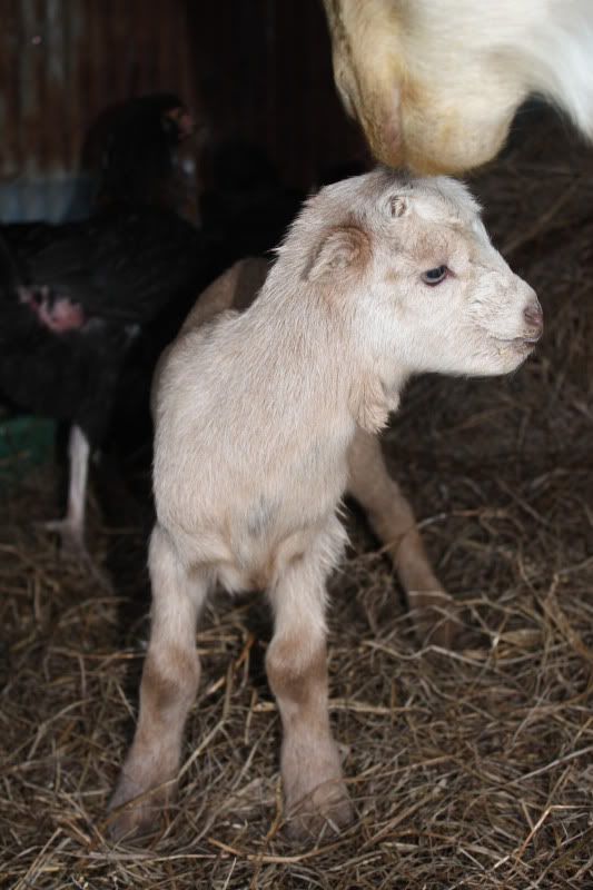 Nubian Milk Goat Female Kid - Southeast Oklahoma