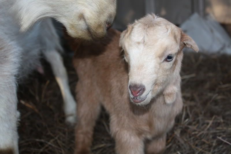 Nubian Milk Goat, Female Kid - Southeast Oklahoma