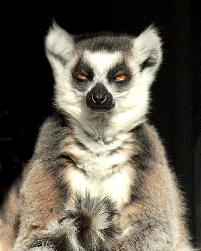 Ringtailed Lemur photo ringtailedlemur1asend.jpg
