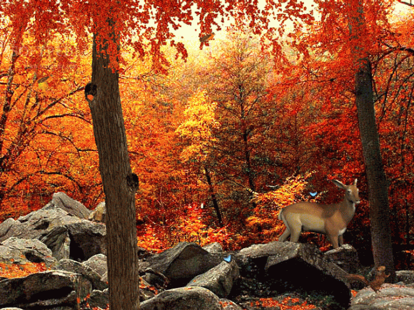 autumn.png autumn image by nicolesarzeno