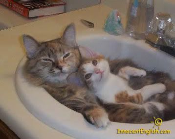 cute-kittens-in-sink.jpg