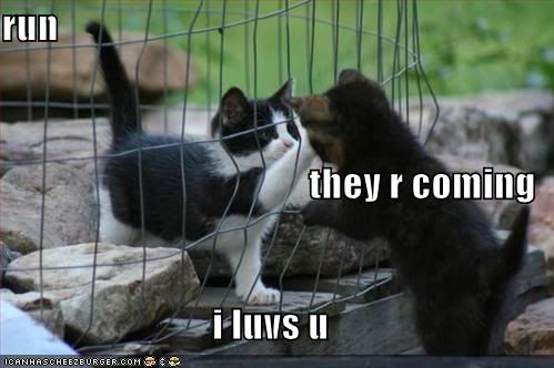 funny-pictures-cute-kittens-cage.jpg