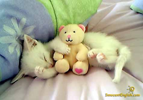 sleeping-kitten-with-stuffed-toy-im.jpg