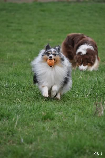 20110402Nash-tenyszszemle1492.jpg