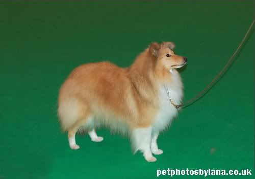 PPBL_Crufts2009_B_EvadLianbray.jpg