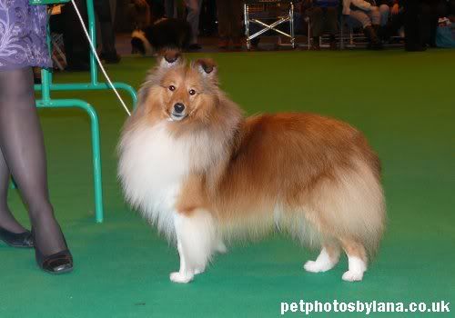 PPBL_Crufts2009_D_RCC.jpg