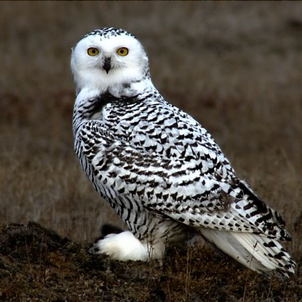 Snowy_Owl_Barrow_Alaska.jpg