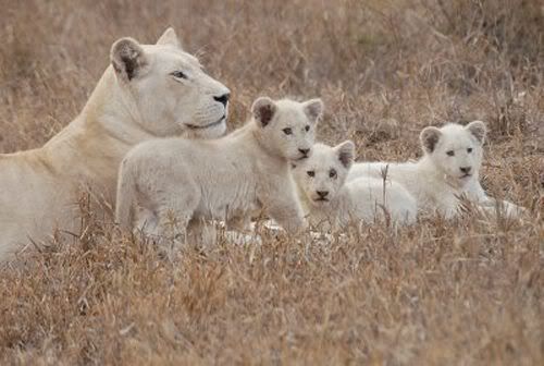 threenewcubs.jpg