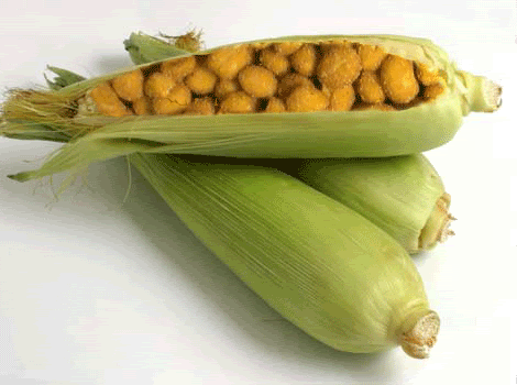 Forum Image: http://i137.photobucket.com/albums/q239/dalifiskhumo/cornut.gif