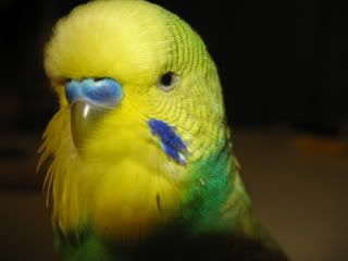 18052007022.jpg