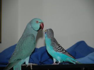 birds031.jpg