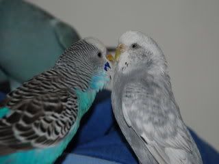 birds064.jpg