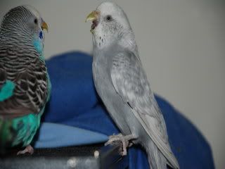 birds065.jpg