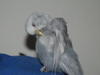 birds079.jpg