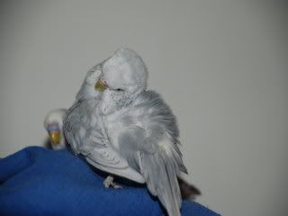 birds086.jpg