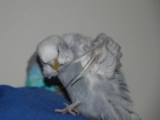 birds089.jpg
