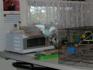 birds105.jpg