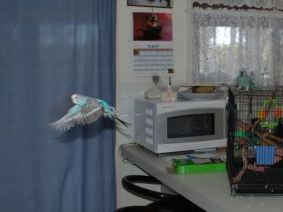 birds114.jpg