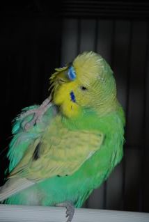 nikon015.jpg