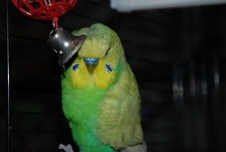 nikon026.jpg