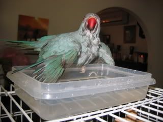 jangles033.jpg