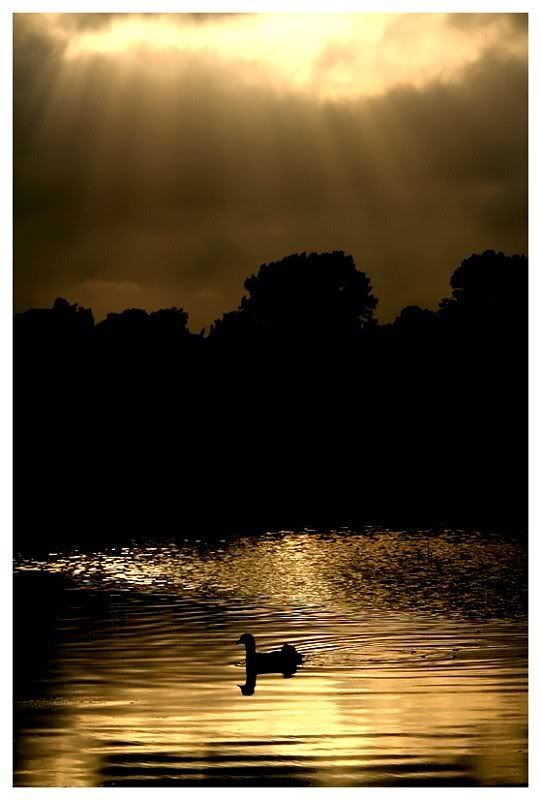 Fotografie