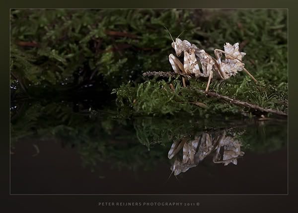 Fotografie