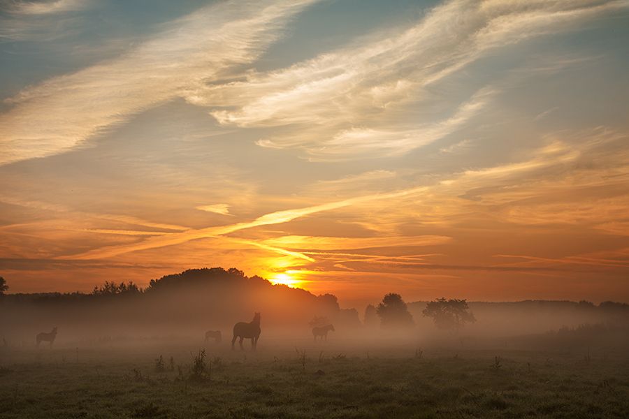 Fotografie