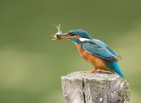Fotografie