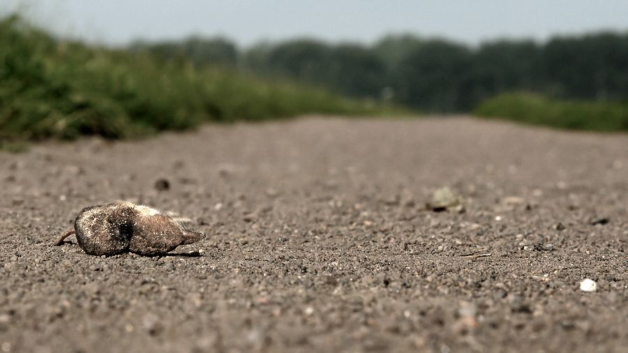 Fotografie