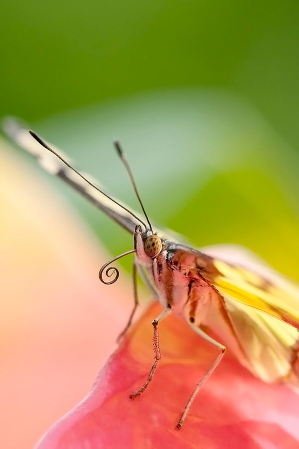Fotografie