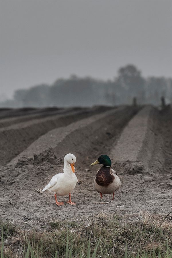 Fotografie