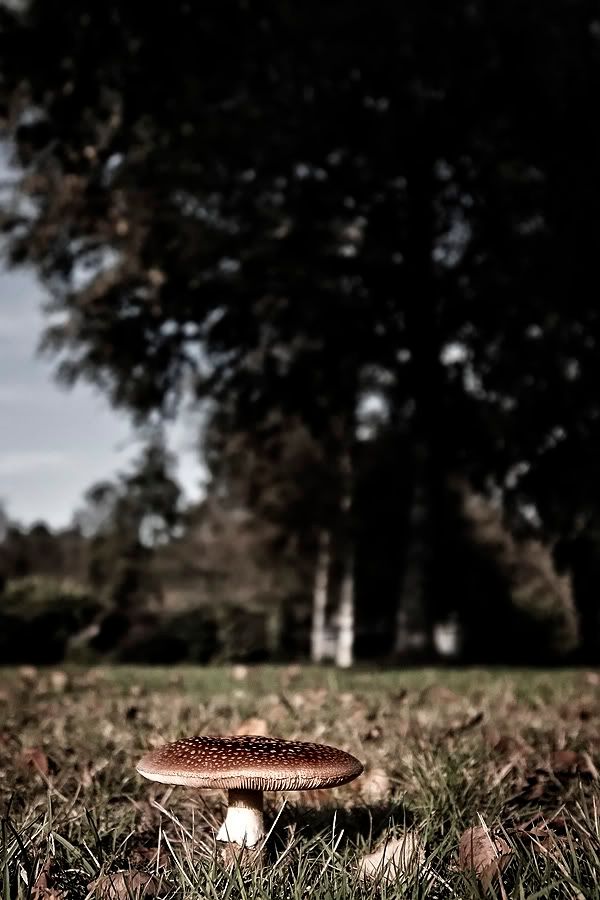 Fotografie