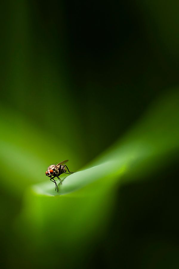 Fotografie
