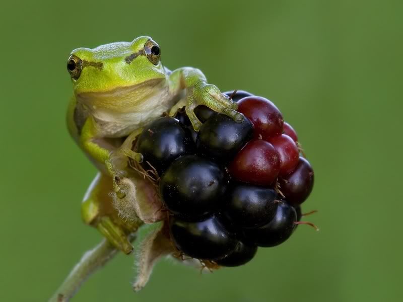 Fotografie