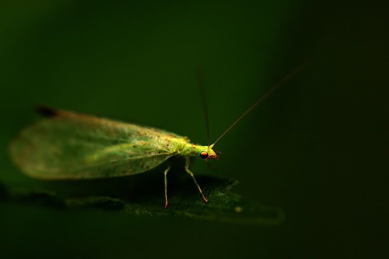 Fotografie