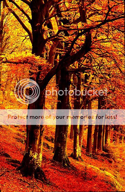 //i137.photobucket.com/albums/q205/princeofperdition/beautiful/AutumnTrees.jpg