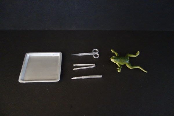 photo 07-Dissection of frog.jpg
