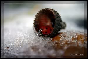 https://i137.photobucket.com/albums/q235/kietasvaikis/Iced_Ladybird_by_GeodeLady.jpg