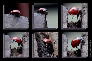 https://i137.photobucket.com/albums/q235/kietasvaikis/bUgTrIP_by_euphorix3.jpg