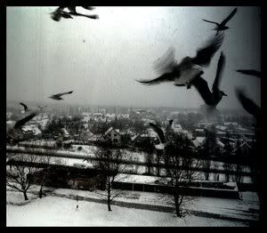 https://i137.photobucket.com/albums/q235/kietasvaikis/birds_by_ladymonroe.jpg